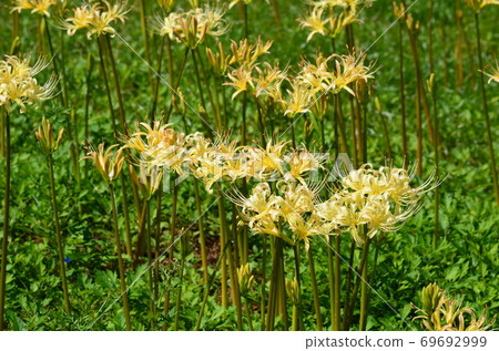 White cluster amaryllis 69692999