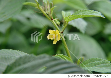 Moroheiya的花 Moroheiya的花 69694076