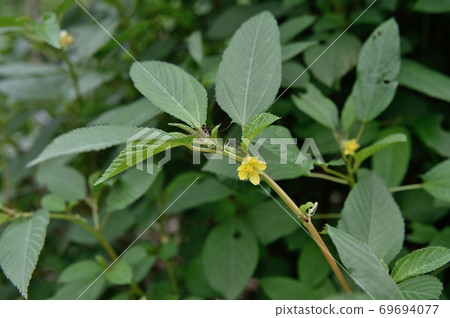 Moroheiya的花 Moroheiya的花 69694077