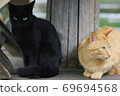 Back-to-back stray cat 69694568
