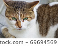 Beautiful stray cat 69694569
