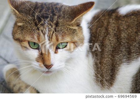美麗的流浪貓 美麗的流浪貓 69694569
