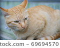 Brown cat 69694570