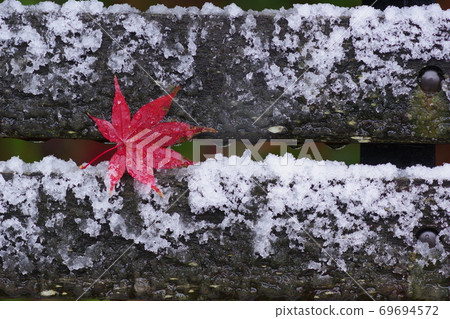 雪和楓樹 雪和楓樹 69694572