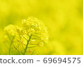 Rape blossoms yellow world 69694575