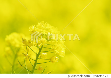 油菜黃世界 油菜黃世界 69694575