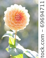 Beautiful dahlia 69694711