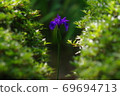 One iris 69694713