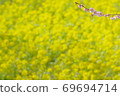 Rape flowers and plums 69694714