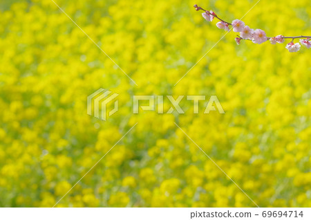 強姦鮮花和李子 69694714