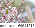 Meiro and plum 69694715