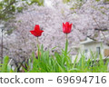Two wheel tulip 69694716