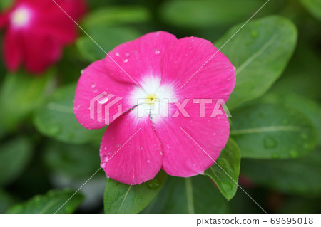 Pink daily grass 69695018