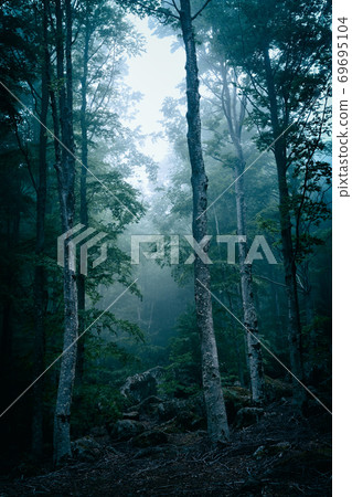 Dark forest with fog 69695104