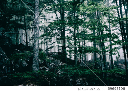 Foggy dark forest 69695106