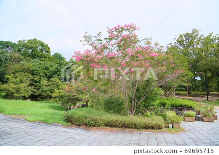 Flower of crape mybs 69695718