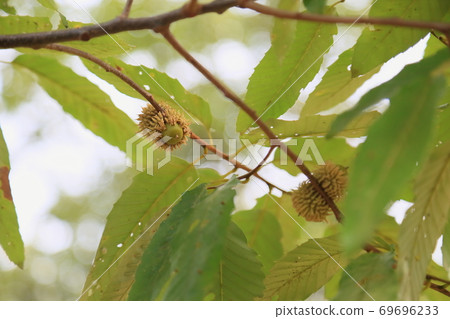 Kunugi橡子 69696233