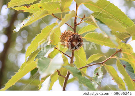 Kunugi acorn Kunugi acorn 69696241