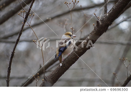 Wild birds seen in suburban parks Wild birds seen in suburban parks 69696300