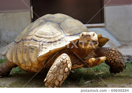 A dignified walk of "Kezumerikgame" -a popular person at "Hitachi Kamine Zoo" 69698884