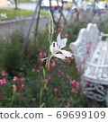 White flower 69699109