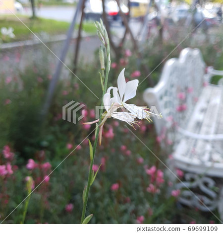 White flower White flower 69699109