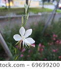 a flower 69699200