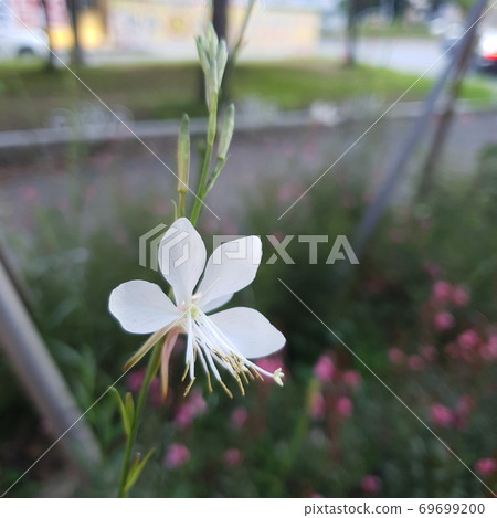 a flower a flower 69699200