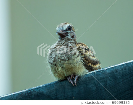 Javanese young doves perched on the edge of the fence. Javanese young doves perched on the edge of the fence. 69699385