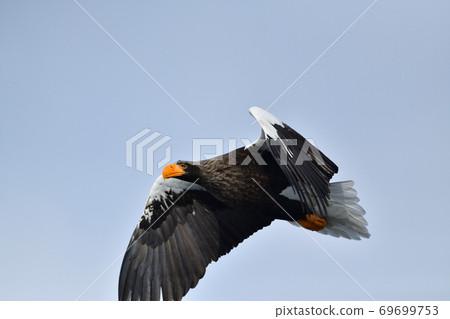 Flight of Steller's Sea Eagle [Shiretoko, Hokkaido] 69699753