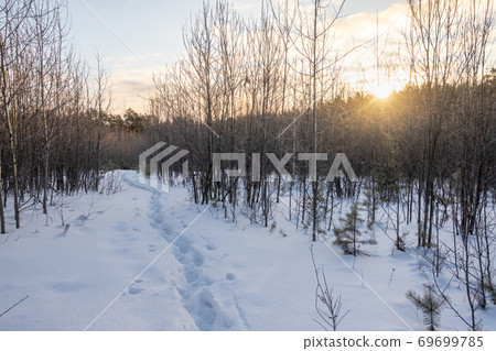 Young Pines and birches in the winter forest at sunrise Young Pines and birches in the winter forest at sunrise 69699785