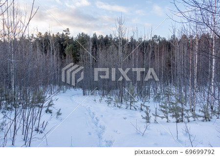 Young Pines and birches in the winter forest at sunrise 69699792