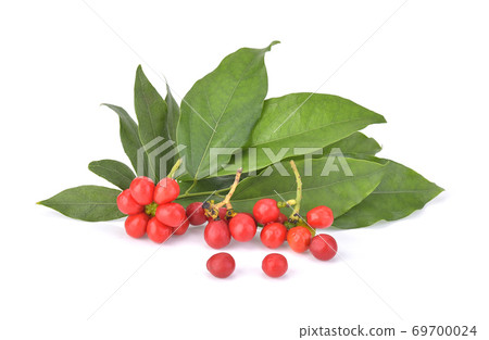 Yanang leaf and Yanang seeds isolated on white background Yanang leaf and Yanang seeds isolated on white background 69700024