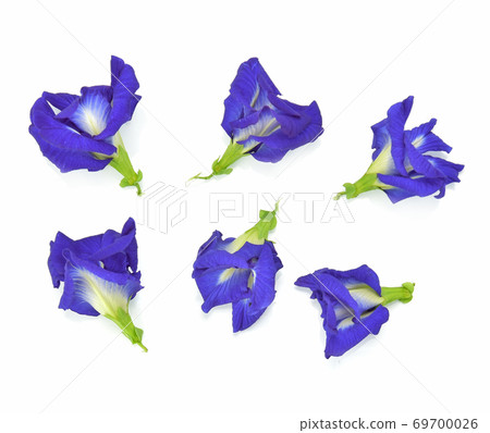 Top view of Clitoria ternatea or Aparajita flower or Pea plower isolated on white background Top view of Clitoria ternatea or Aparajita flower or Pea plower isolated on white background 69700026