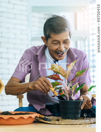 Senior retired man is planting inside his home for happy retirem Senior retired man is planting inside his home for happy retirem 69700458