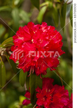 Blooming red stone Kusunoki flower 69700930