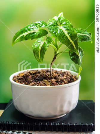 Syngonium growing in the small ceramic pot Syngonium growing in the small ceramic pot 69700939