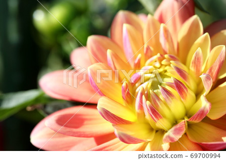 Dahlia Dahlia 69700994