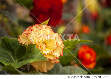 盛開的鈕扣花園 盛開的鈕扣花園 69701065