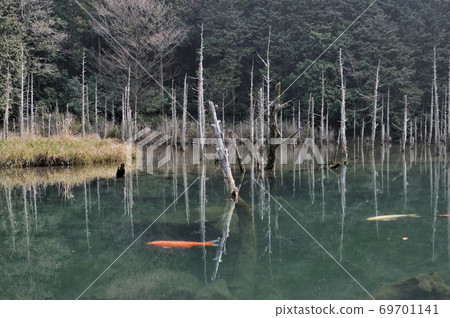 山口縣下關市豐田田町一之櫻公園的美麗湖泊,lake立著古樹和游泳鯉魚 山口縣下關市豐田田町一之櫻公園的美麗湖泊,lake立著古樹和游泳鯉魚 69701141