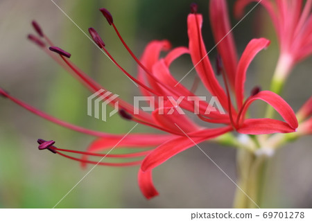 red spider lily 69701278