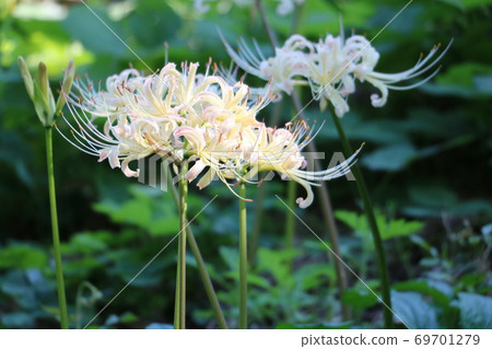 White cluster amaryllis White cluster amaryllis 69701279