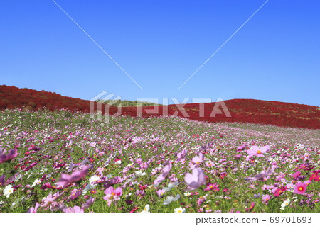 國立日立海欣公園波斯菊和科基亞秋葉 69701693