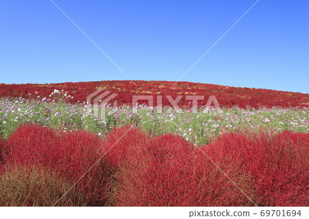 國立日立海欣公園波斯菊和科基亞秋葉 69701694