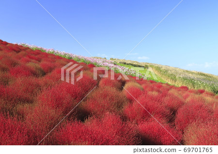 Hitachi Seaside Park Cosmos and Kokia Autumn Leaves Hitachi Seaside Park Cosmos and Kokia Autumn Leaves 69701765