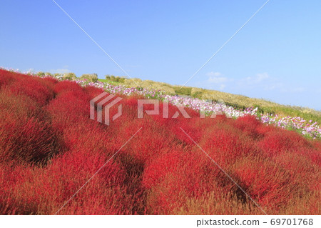 Hitachi Seaside Park Cosmos and Kokia Autumn Leaves 69701768