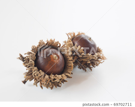 Acorn white background 69702711