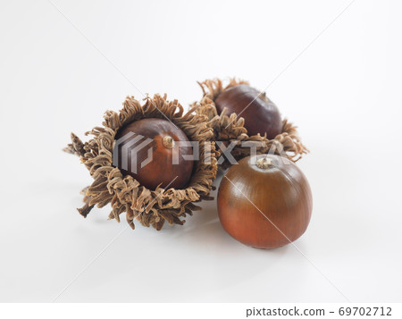 Acorn white background 69702712