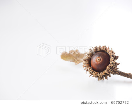 Acorn white background 69702722