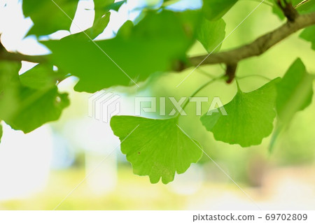 9月的銀杏葉 9月的銀杏葉 69702809